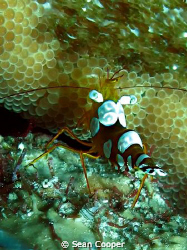 Squat shrimp with eggs. by Sean Cooper 